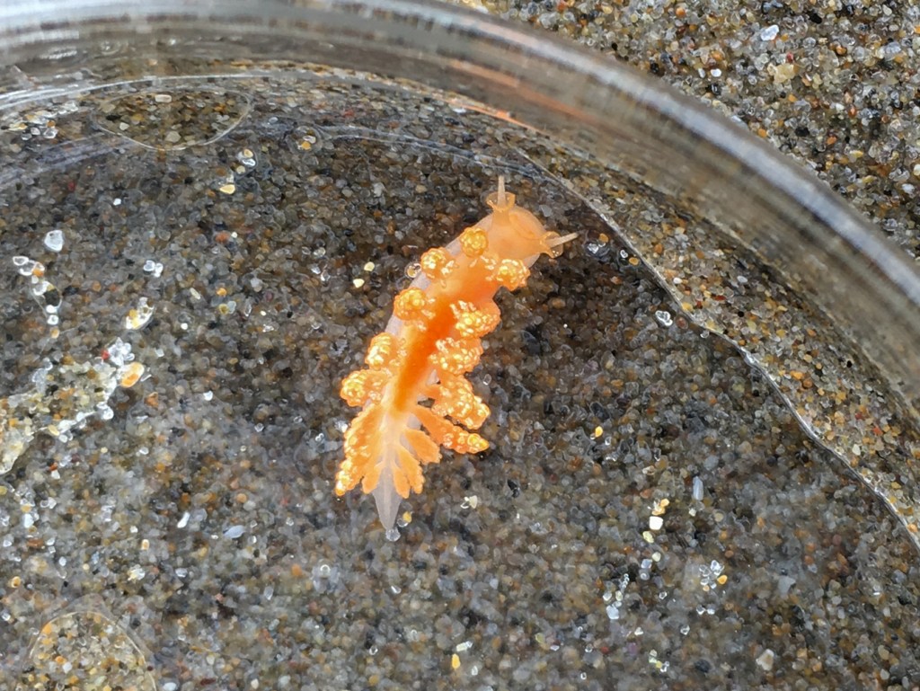 Closeup of a solo Doto, probably Doto amyra, the orange or hammerhead doto confined in a petri dish.