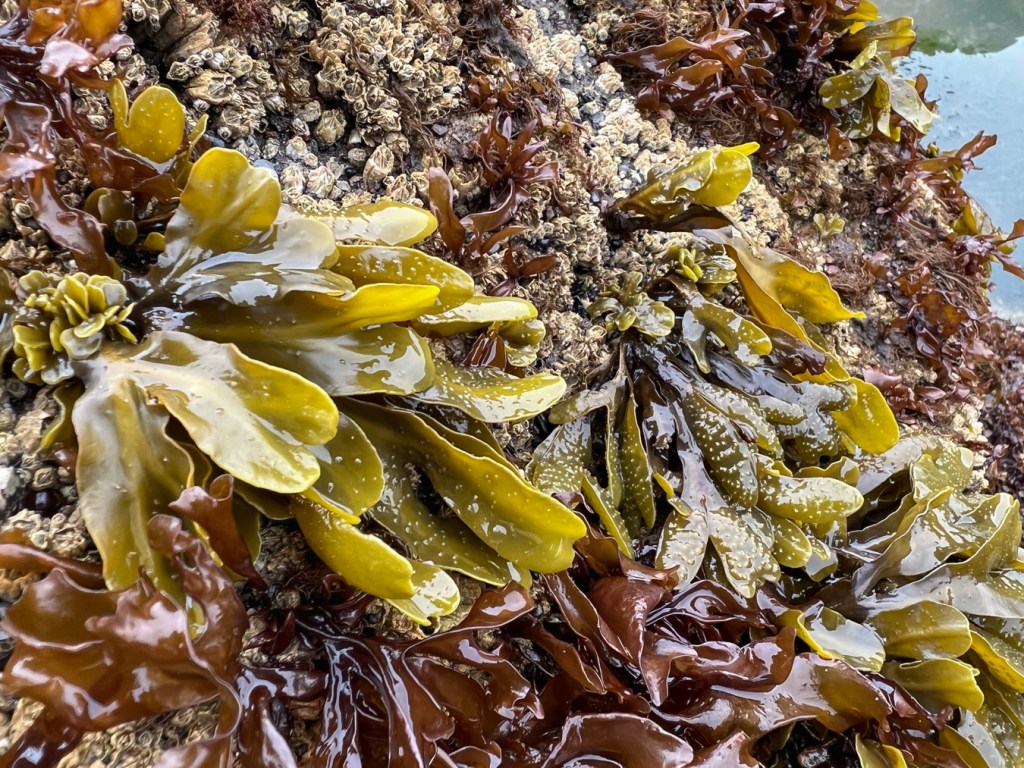 Fucus in a community of mid- to high intertidal barnacles and seaweeds.