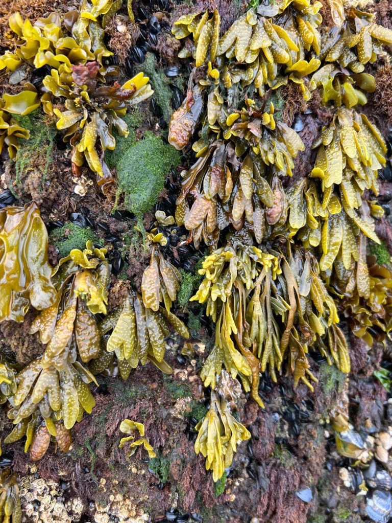 Fucus among other mid- to high intertidal seaweeds.