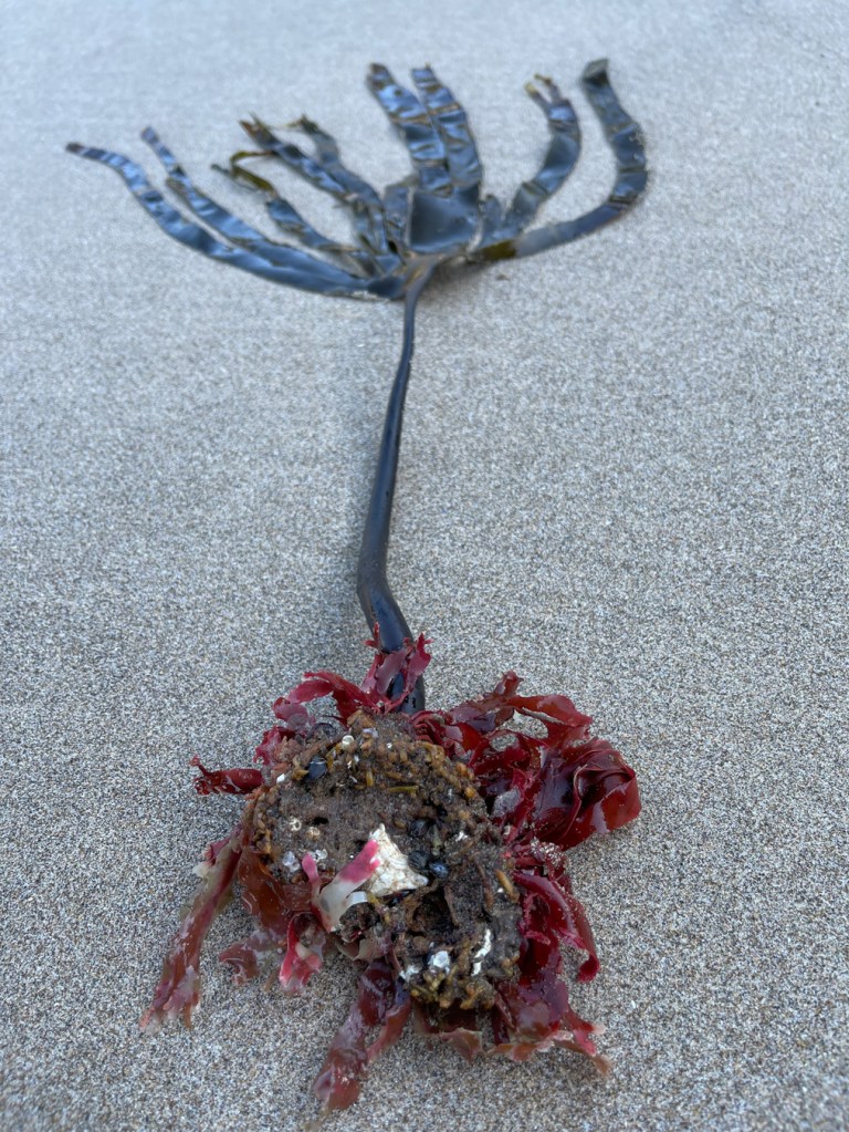 A drifted Laminaria setchellii laid out on the sand, holdfast, stipe, blade, and all.