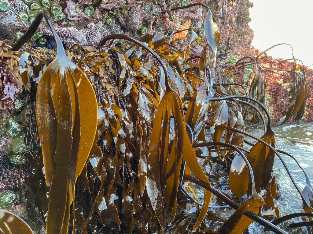Laminaria setchellii draped down a rock wall among other seaweeds and invertebrates.