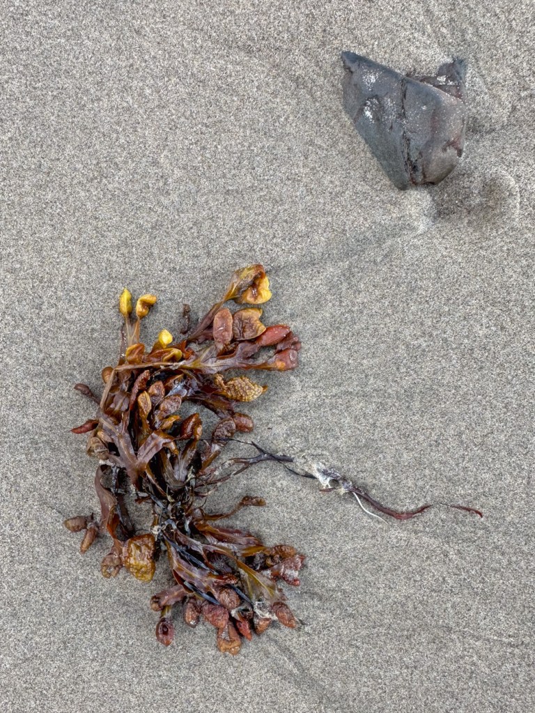 A somewhat dried out clump of drift Fucus and a pebble resting on the sand.