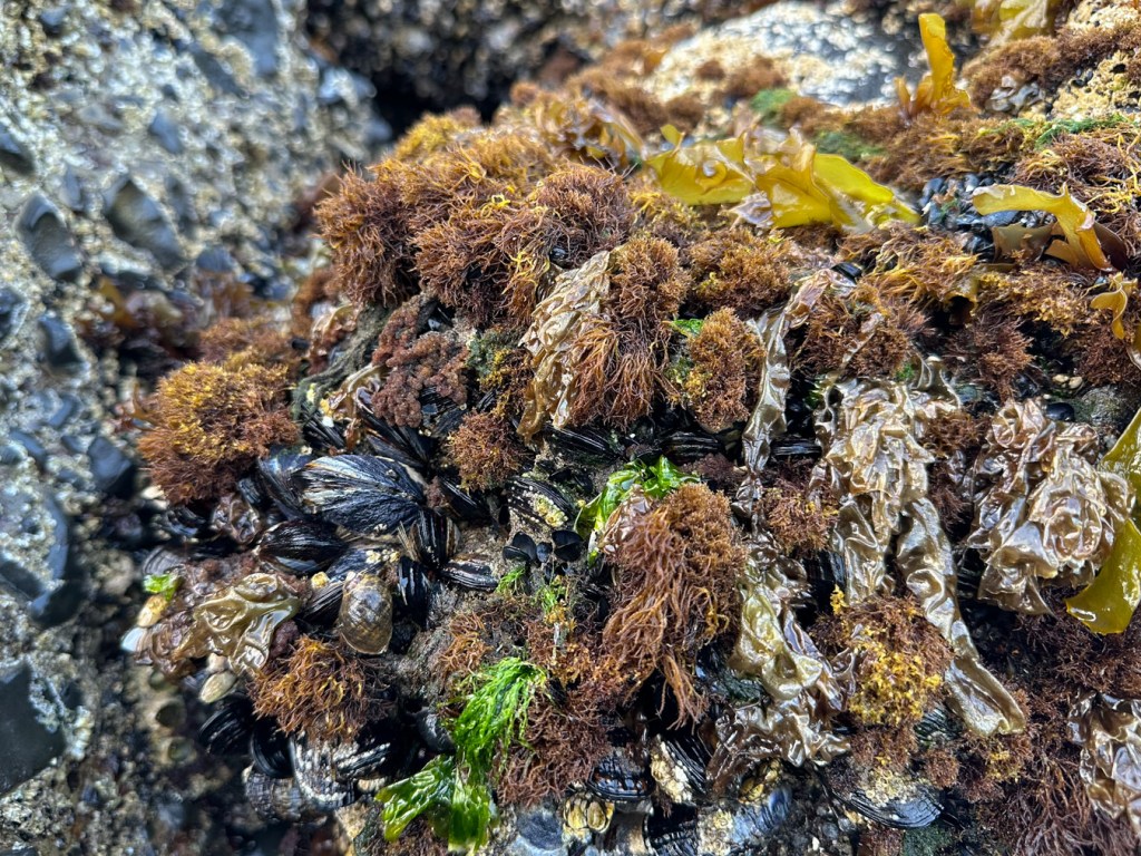 Tufts of Endocladia muricata in a diverse mid- to high intertidal community.