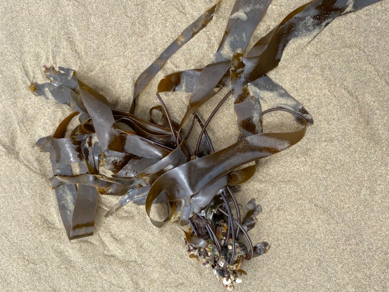 A drifted tangle of Laminaria sinclairii, holdfast, stipe, and blades, resting on the sand.