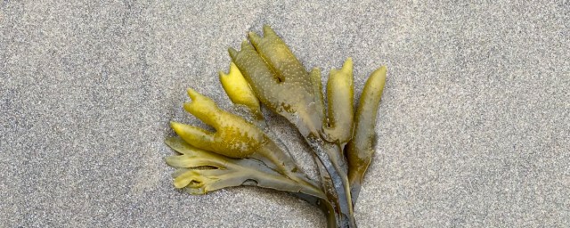 Closeup on a small clump of fresh drift Fucus resting on the sand.
