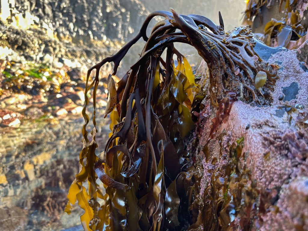 Detailed view of a single Lessoniopsis litoralis plant, holdfast, stipe, branches, and blades, overhanging a vertical rock wall. In the background, a tidepool and backlit intertidal rocks.
