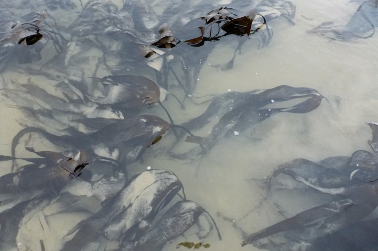 A miniature forest of Laminaria setchellii submerged in a sand-filled pool.