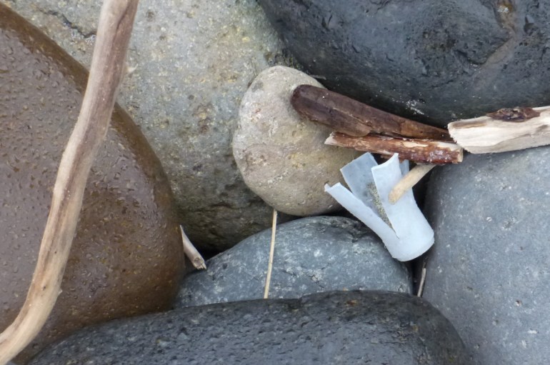 A spent wad from a shotgun shell rests in the cobbles among some small driftwood.