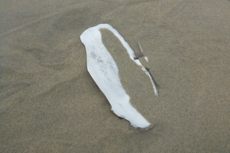 Closeup of both valves of a razor clam Siliqua patula shell, with one valve mostly buried under the sand. The visible valve is chipped and eroded.