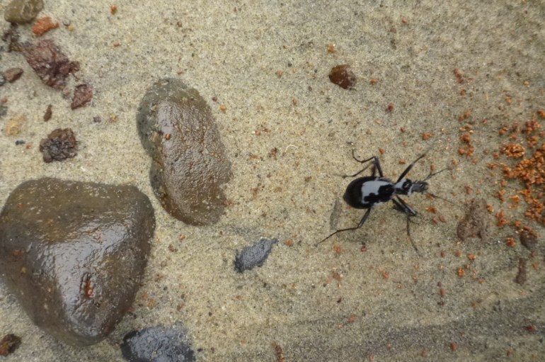 A beetle runs across cobbles onto sand.