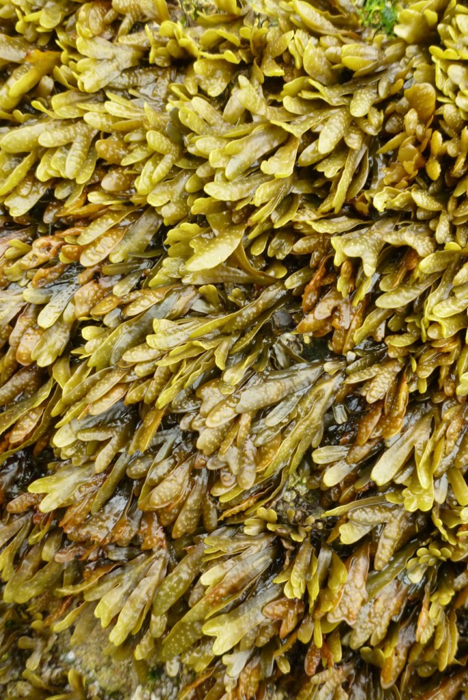 A dense stand of Fucus on a vertical rock wall.
