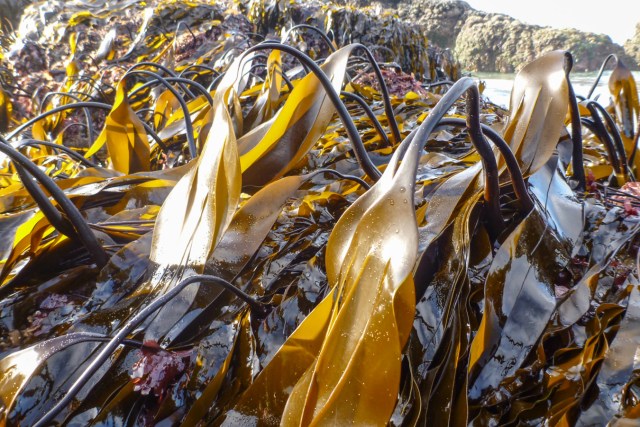 Eye to eye with a stand of Laminaria setchellii.