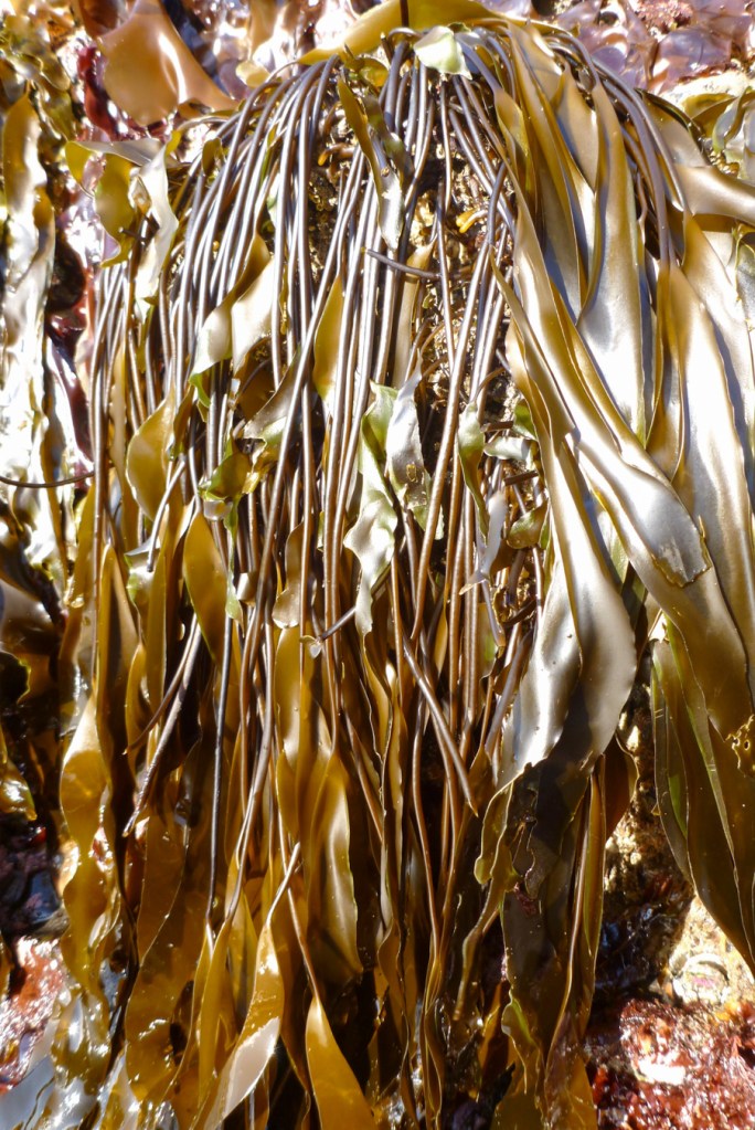 Closeup of numerous Laminaria sinclairii stipes and blades draped down the side of a rock.