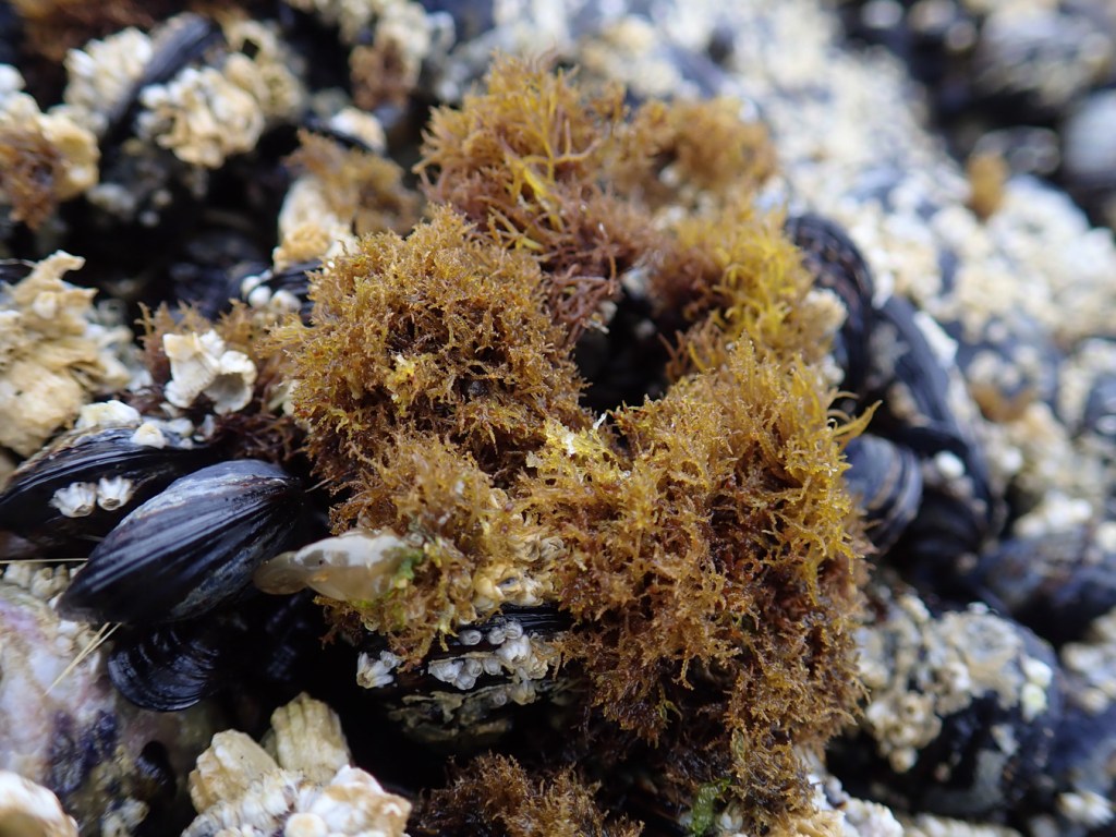 Closeup of a tuft of Endocladia muricata on a bed of barnacles and mussels.