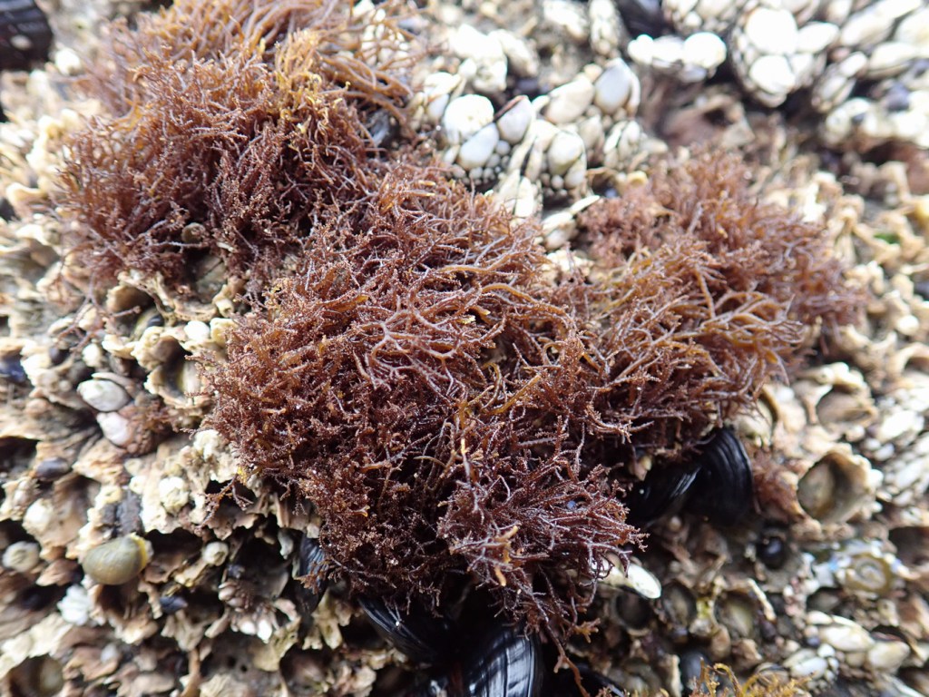 Closeup of a tuft of Endocladia muricata on a bed of barnacles.