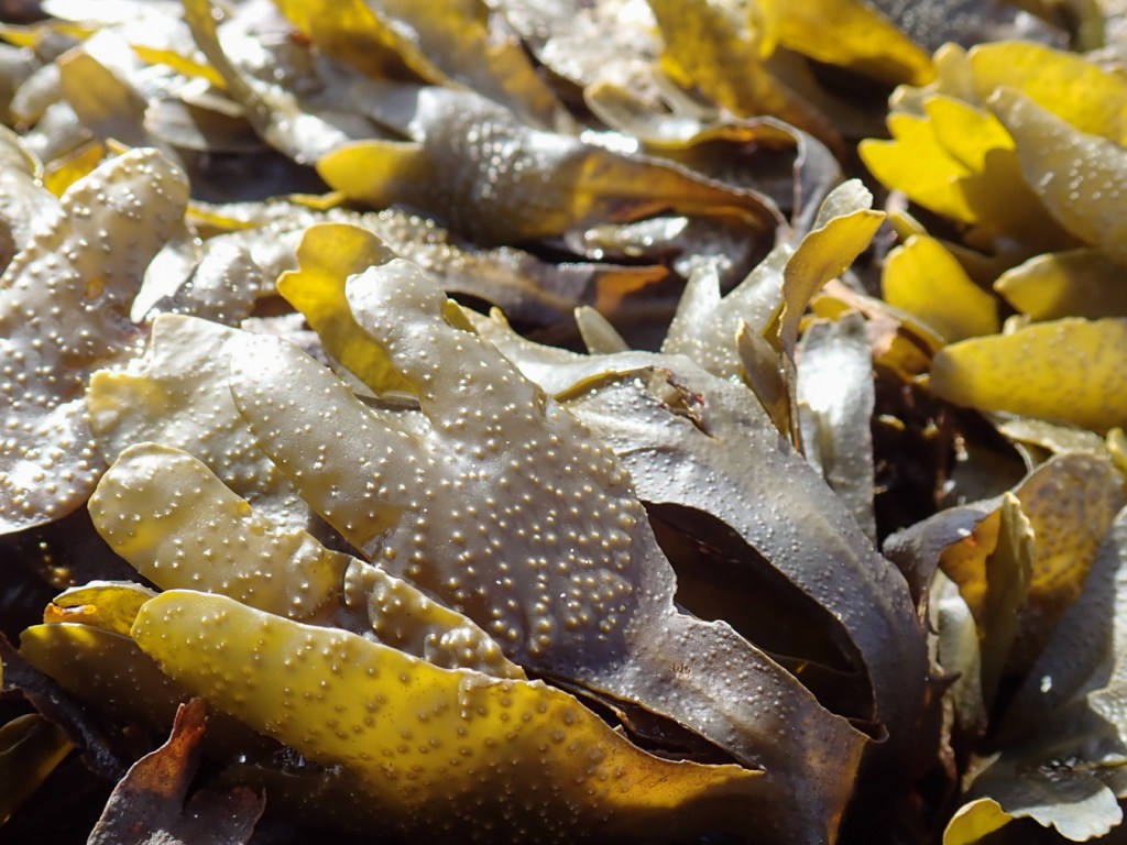 Closeup of the expanded tip of a rockweed Fucus blade. More blades in the background.