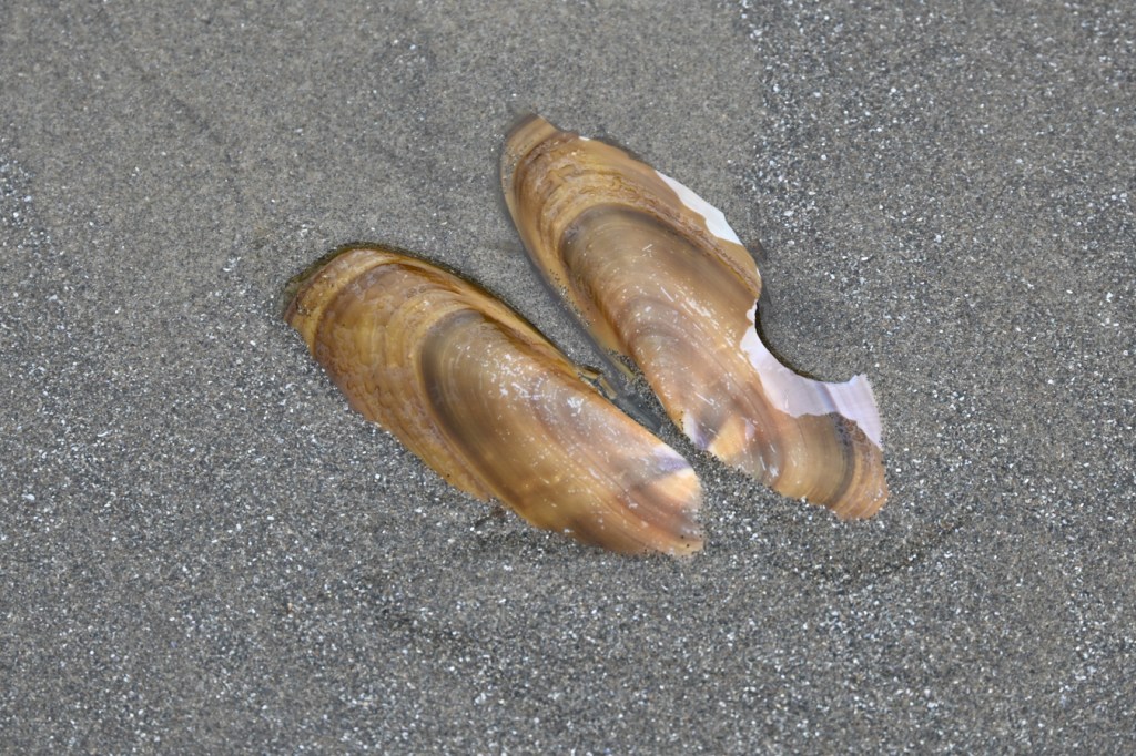 Empty and drifted shell of the Pacific razor clam Siliqua patula resting on the sand, exterior surface exposed.