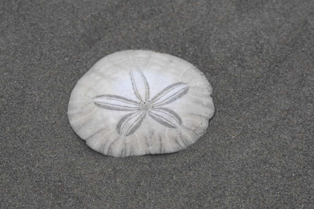 A beached and drifted shell of the eccentric sand dollar Dendraster excentricus rests on the sand.