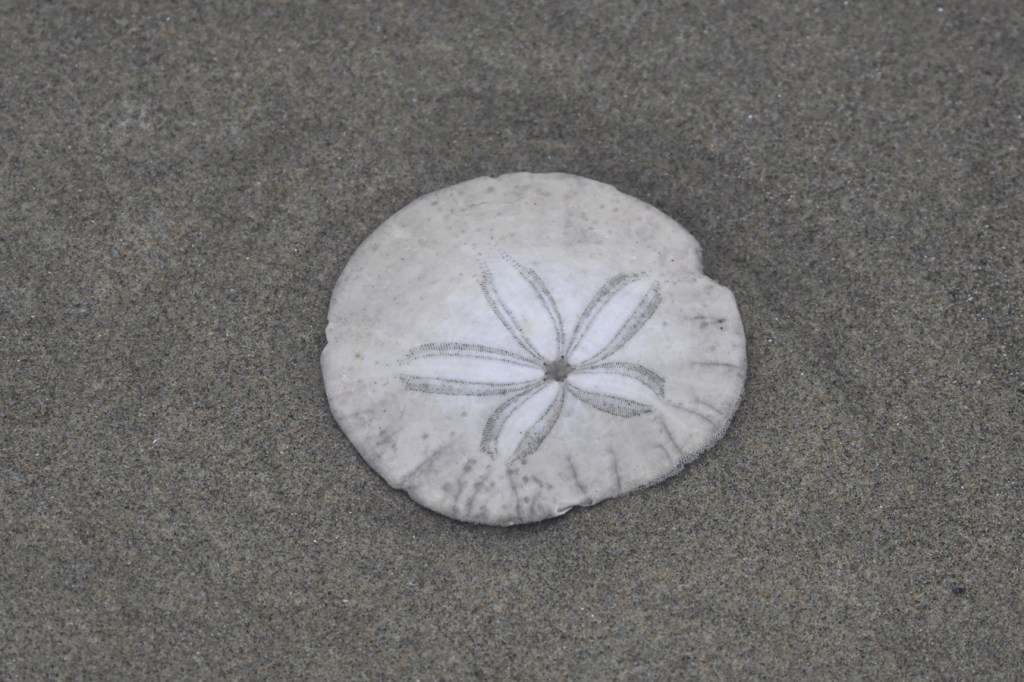 A beached and drifted shell of the eccentric sand dollar Dendraster excentricus rests on the sand.
