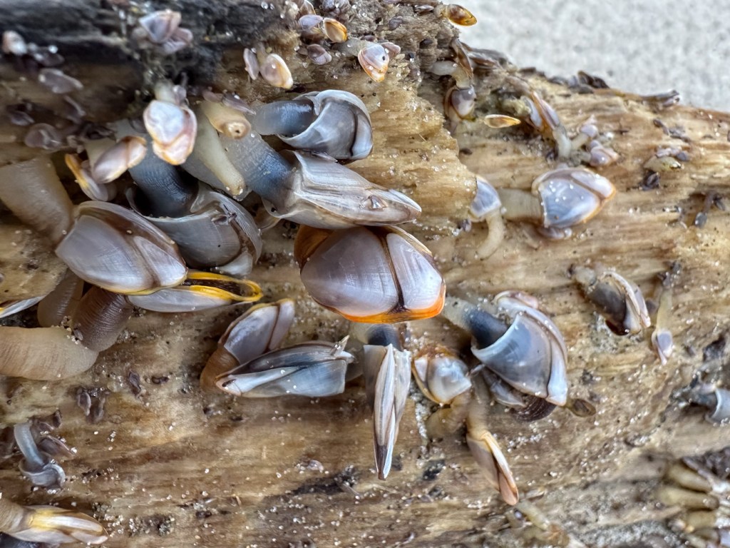 A drifted log encrusted with an apparent mix of pelagic gooseneck barnacles Lepas, including Lepas pacifica.