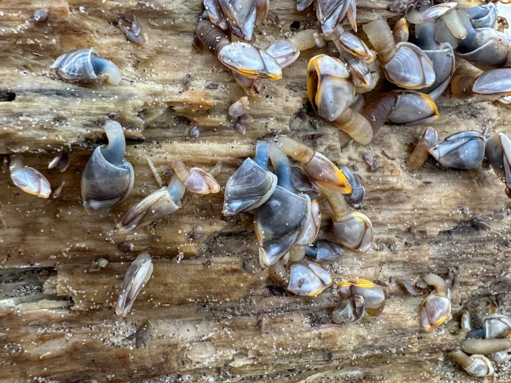 A drifted log encrusted with an apparent mix of pelagic gooseneck barnacles Lepas, including Lepas pacifica.