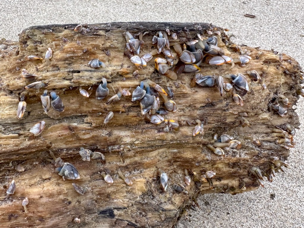 A drifted log encrusted with an apparent mix of pelagic gooseneck barnacles Lepas, including Lepas pacifica.