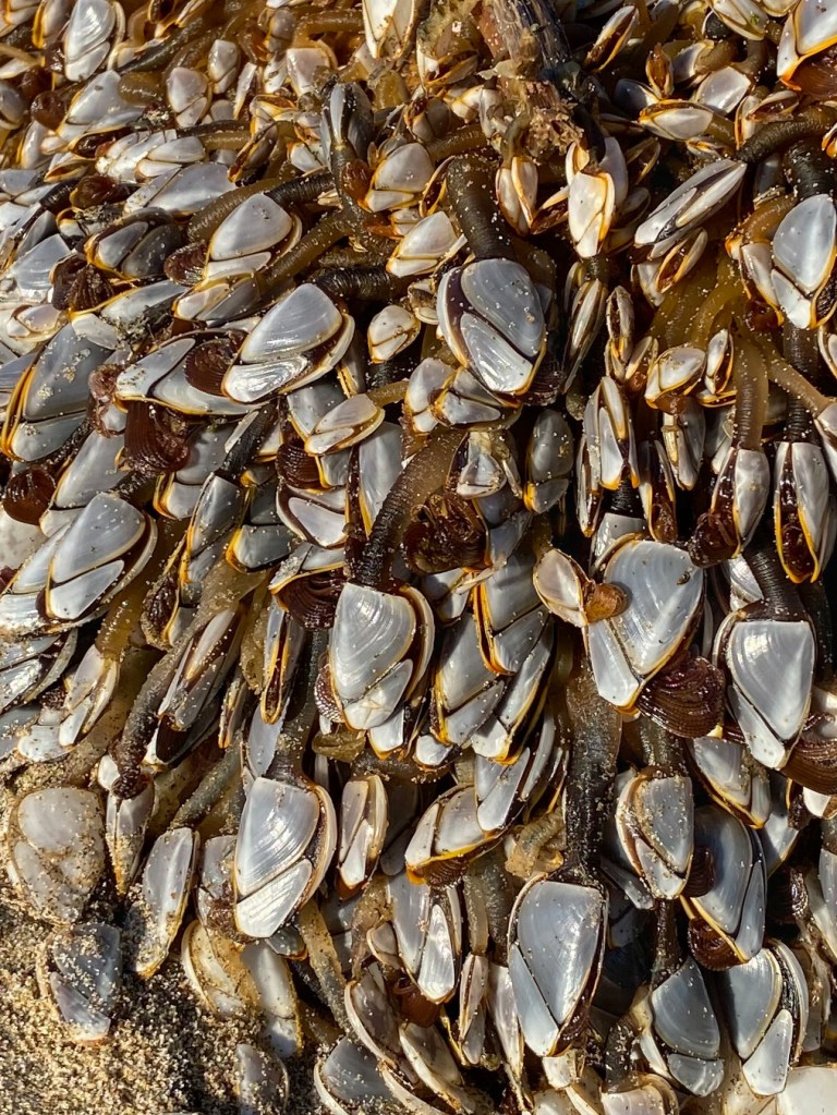 Closeup of pelagic gooseneck barnacles Lepas attached to a drifted log.