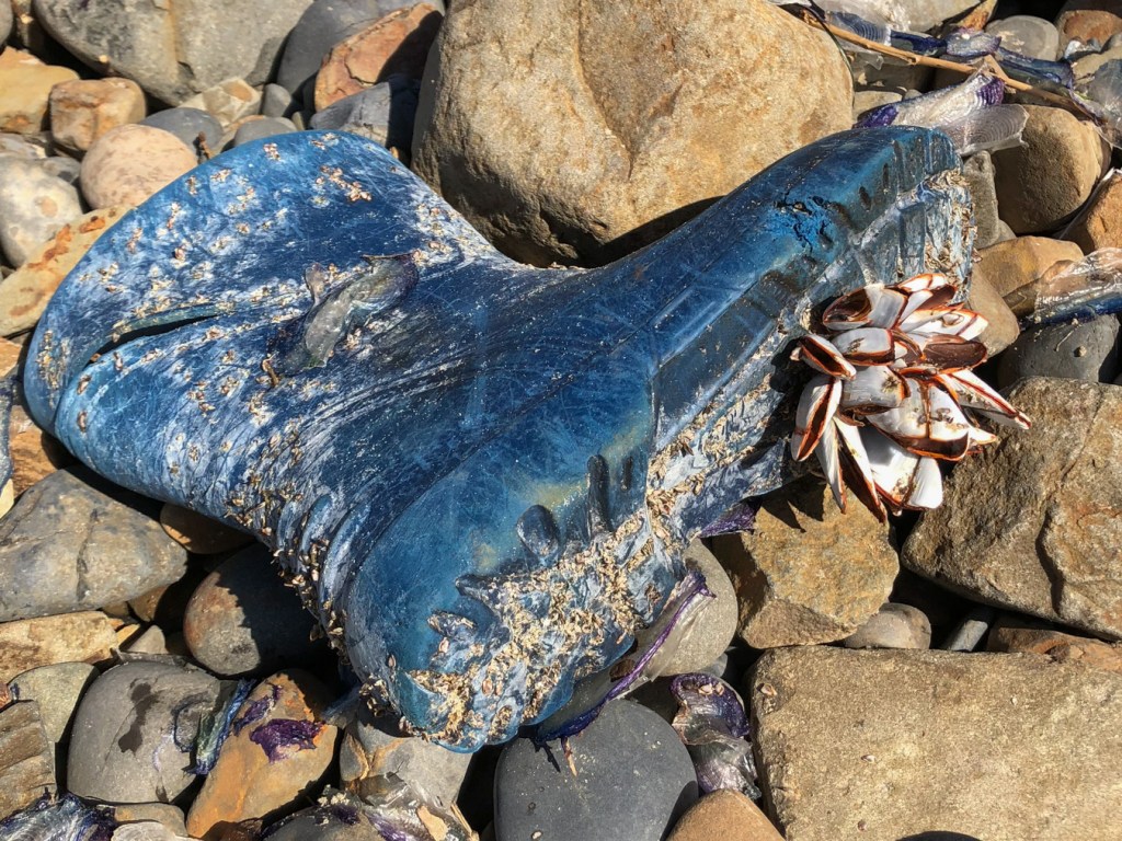 A cluster of large pelagic gooseneck barnacles Lepas attached to the sole of a blue rubber boot resting in the cobbles.