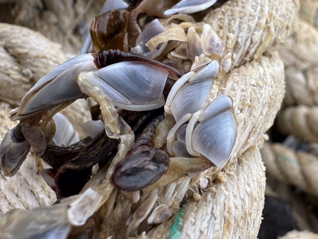 Closeup of four pelagic gooseneck barnacles Lepas attached to heavy commercial line.