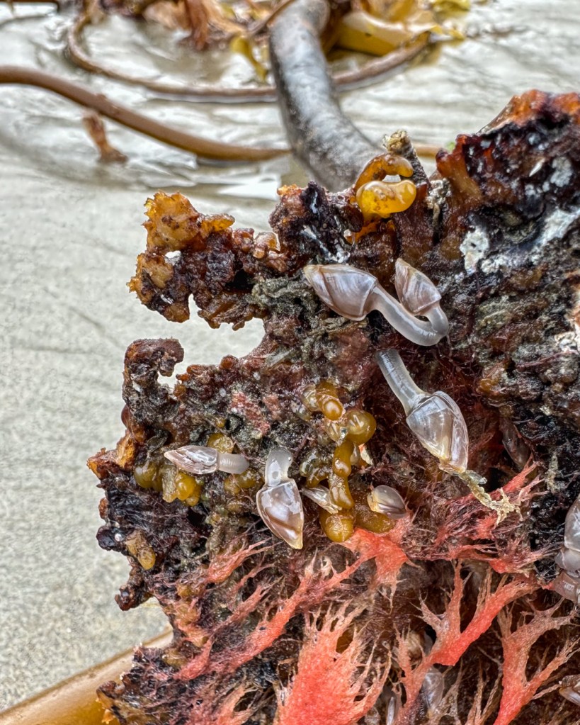 A few pelagic gooseneck barnacles Lepas (Lepas) pacifica on a drift  Pterygophora holdfast.