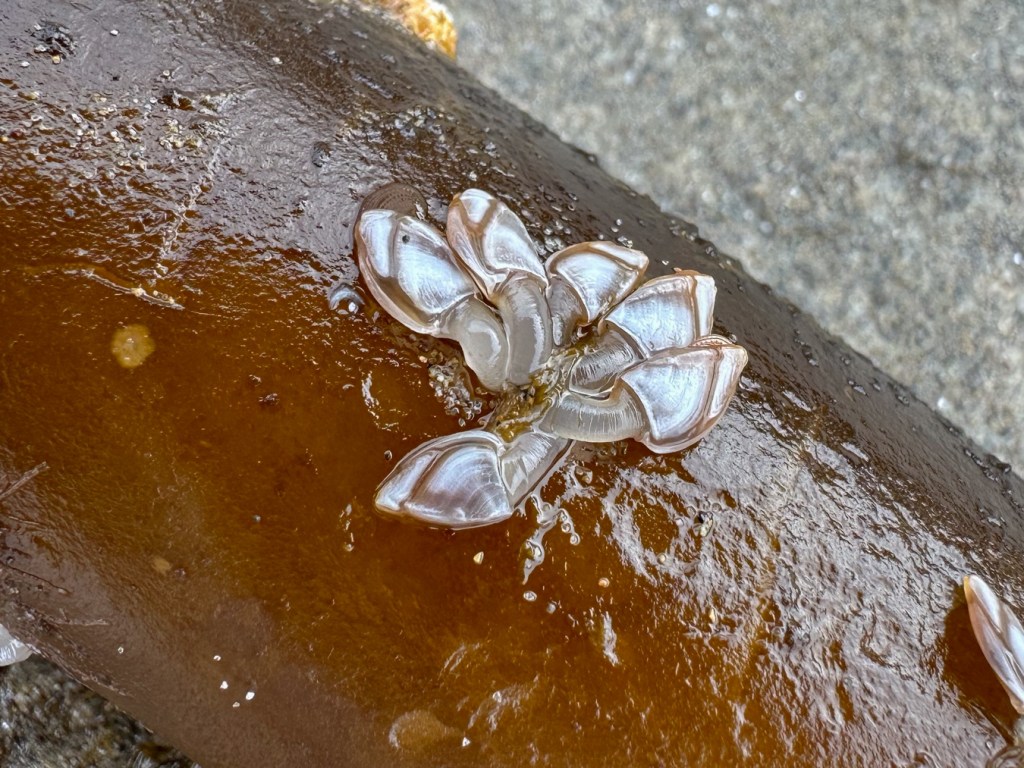 A cluster of six pelagic gooseneck barnacles Lepas (Lepas) pacifica on a drift Nereocystis stipe.