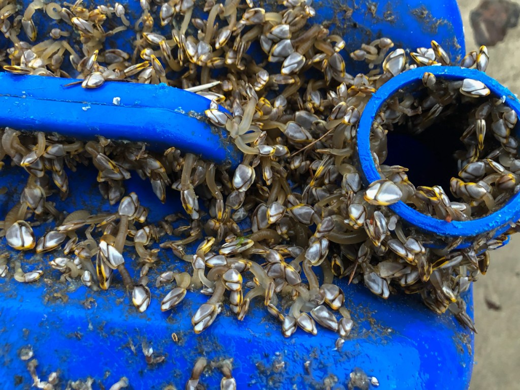 Utility jug encrusted with pelagic gooseneck barnacles Lepas.