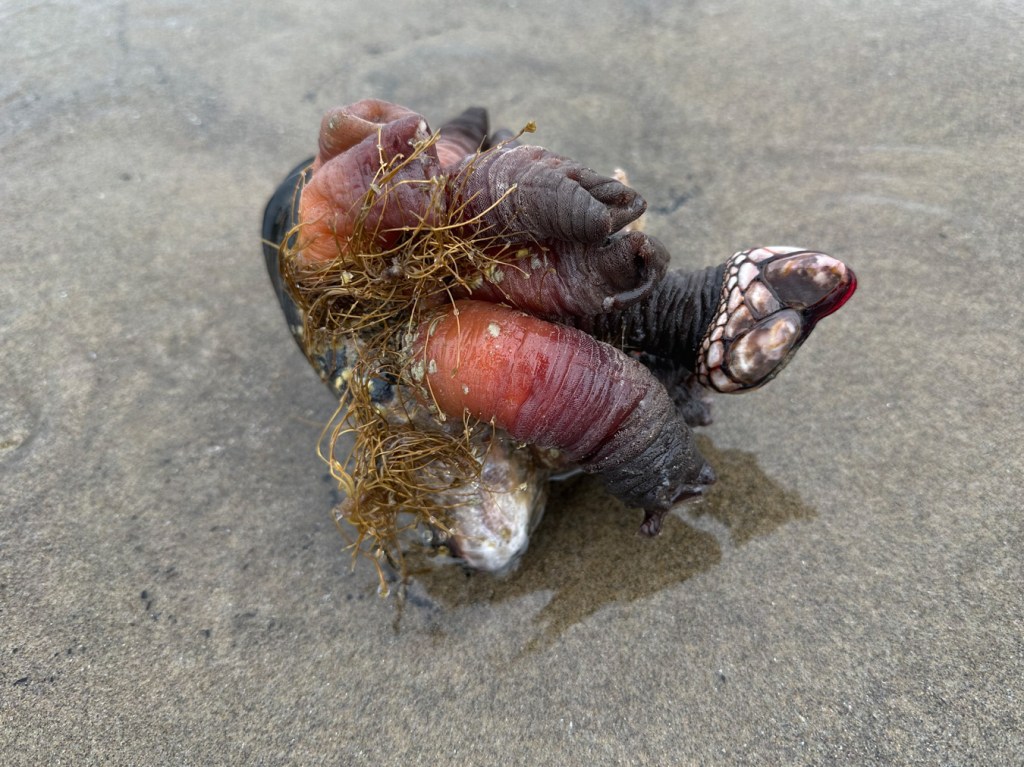 A small cluster of detached and drifted gooseneck barnacles Pollicipes polymerus clinging to the detached shell of a California mussel Mytilus californianus.