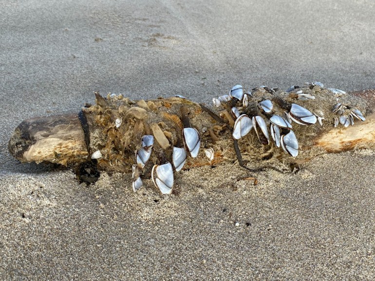 Pelagic gooseneck barnacles Lepas on a fairly small diameter drift log.