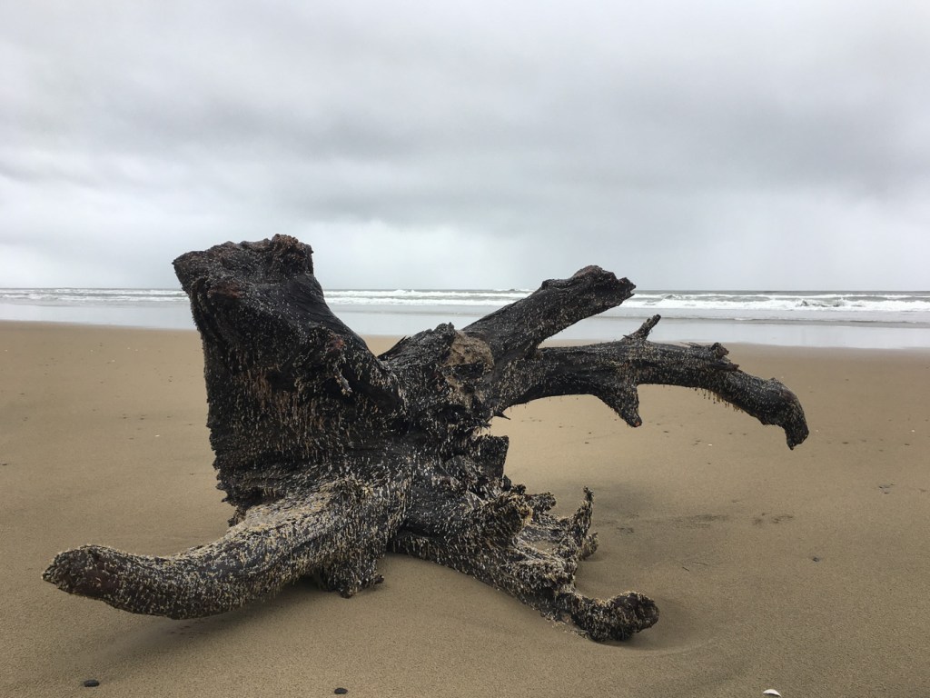 A beached root crown encrusted with lots of pelagic gooseneck barnacles Lepas rest on the sand. Beach and the surf zone in the distance. Cloudy sky.
