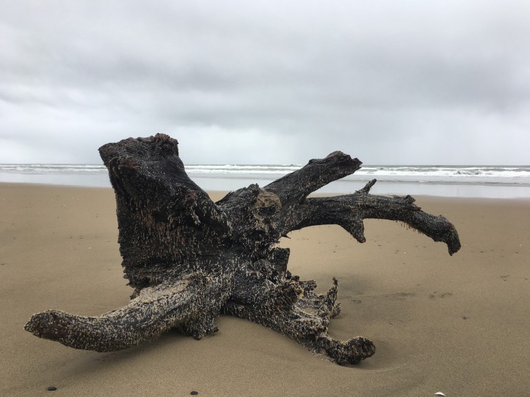 A beached root crown encrusted with lots of pelagic gooseneck barnacles Lepas rest on the sand. Beach and the surf zone in the distance. Cloudy sky.