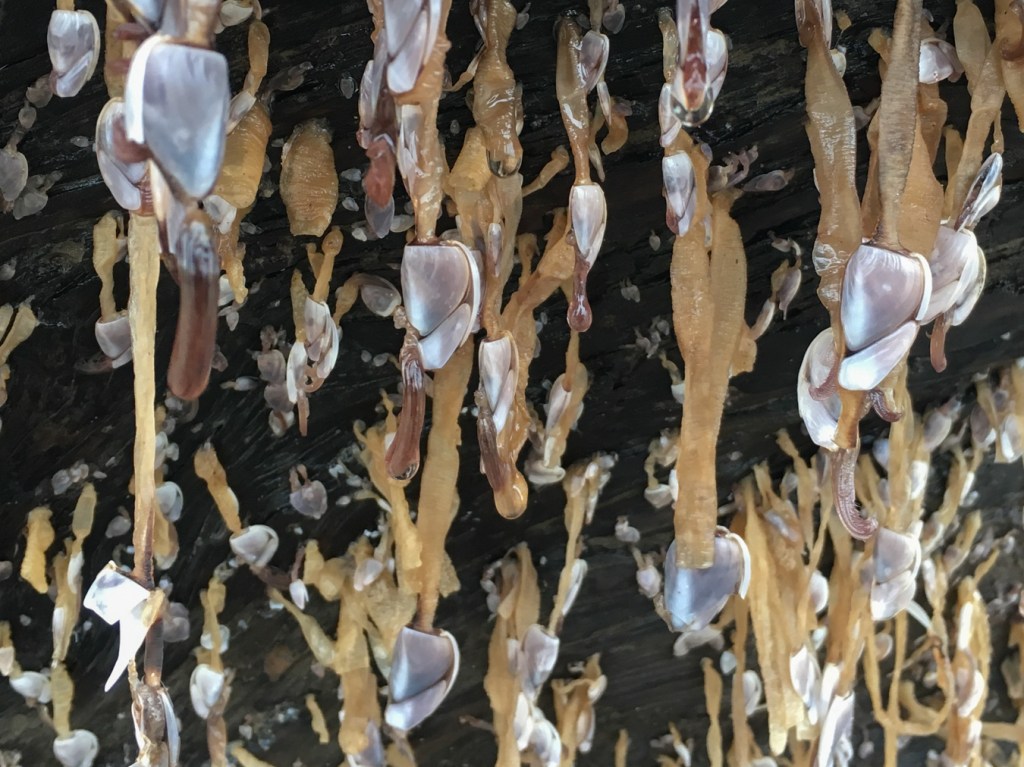 Intimate view of pelagic gooseneck barnacles Lepas attached to a beached root crown.