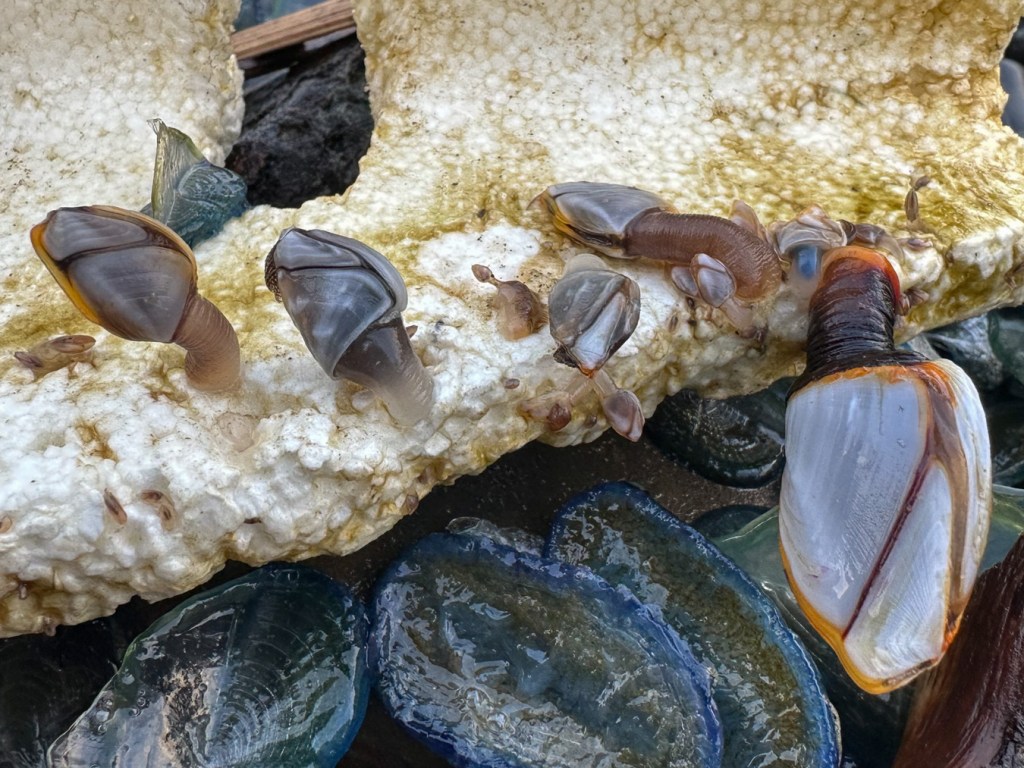 A drifted styrofoam fragment encrusted with an apparent mix of pelagic gooseneck barnacles Lepas, including Lepas pacifica. A few large Velella velella share the scene.