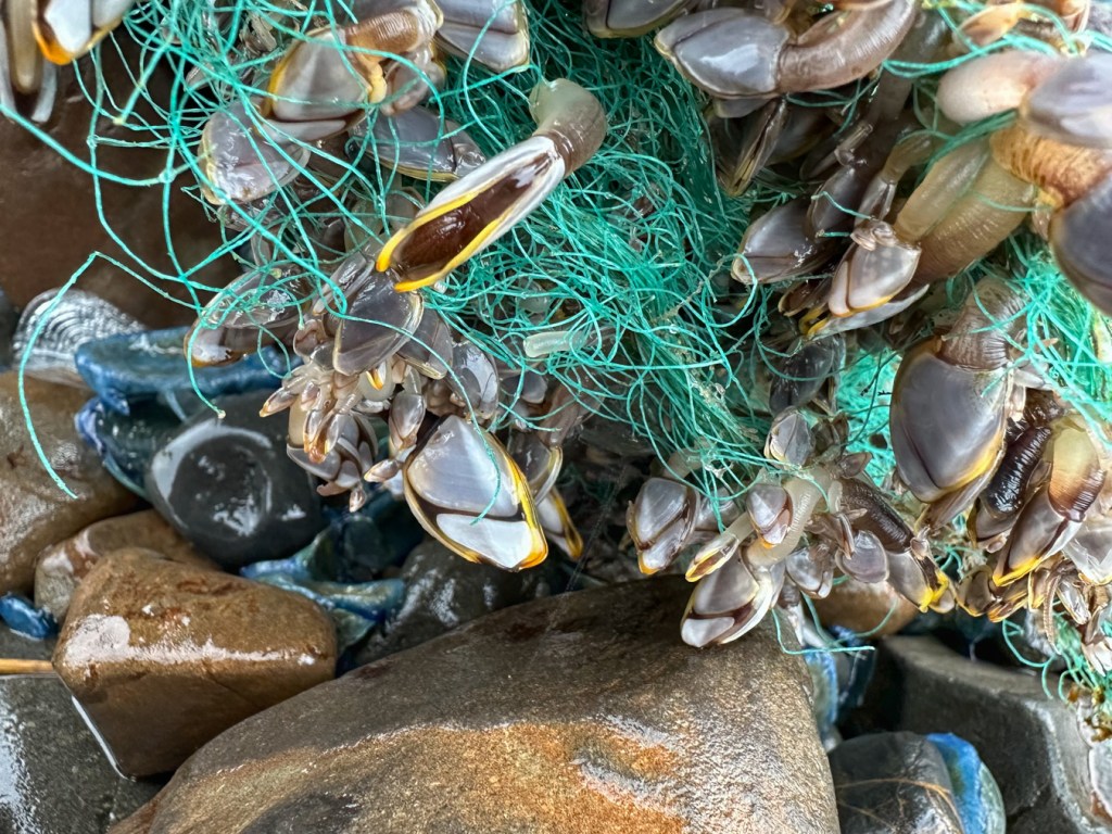 Pelagic gooseneck barnacles Lepas attached to green mono netting resting in the cobbles. A few by-the-wind sailors share the scene.