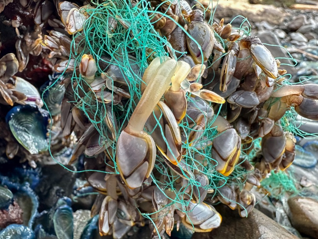 Pelagic gooseneck barnacles Lepas attached to green mono netting resting in the cobbles. A few by-the-wind sailors share the scene.
