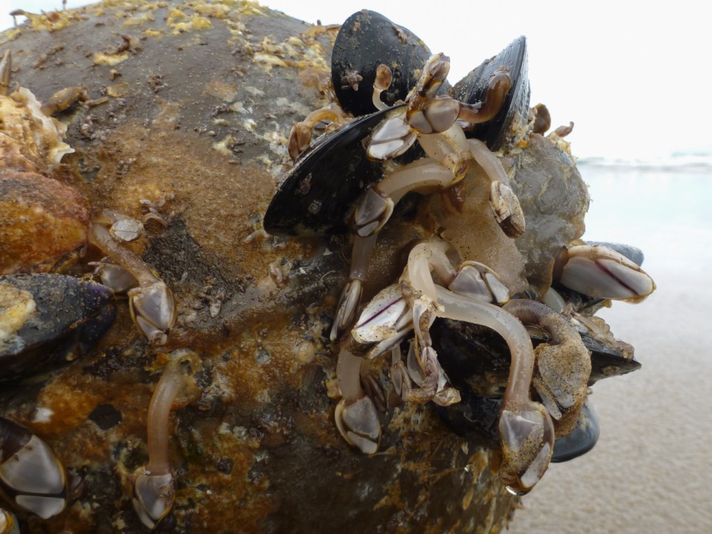 A commercial float encrusted with pelagic gooseneck barnacles Lepas, mussels, and oysters rested in the swash. Surf in the distance.