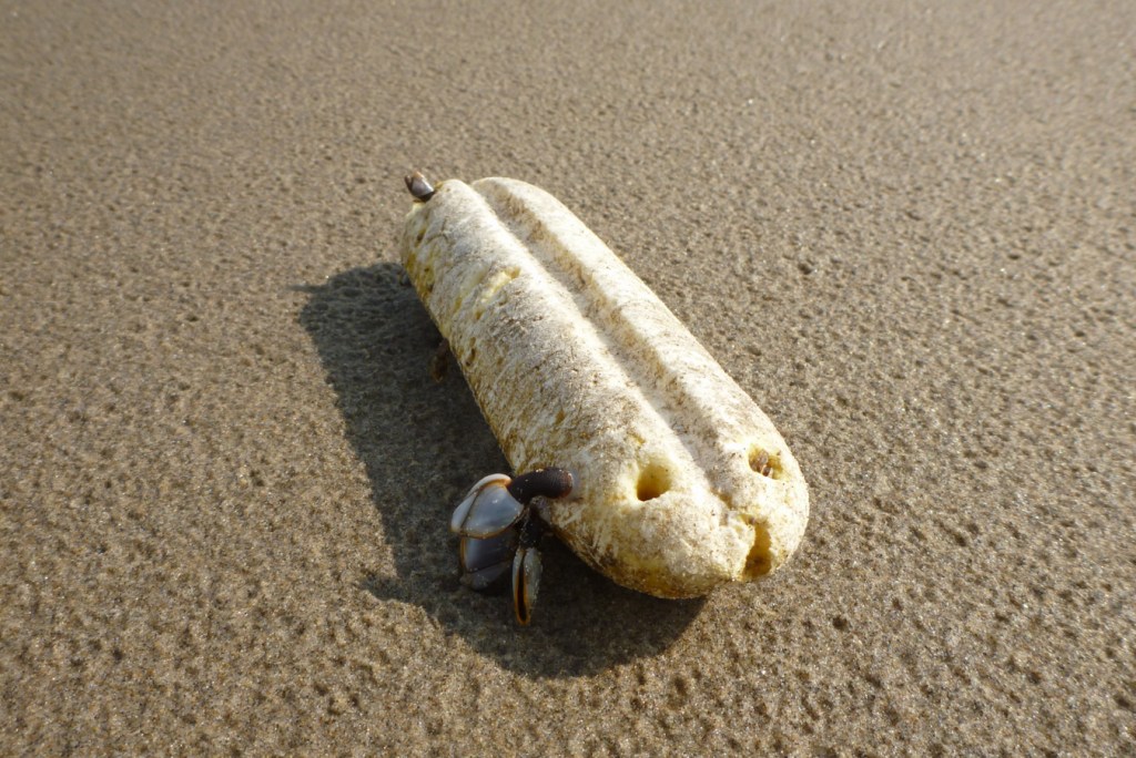 A few pelagic gooseneck barnacles Lepas attached to a small beached polystyrene float.