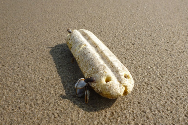 A few pelagic gooseneck barnacles Lepas attached to a small beached polystyrene float.