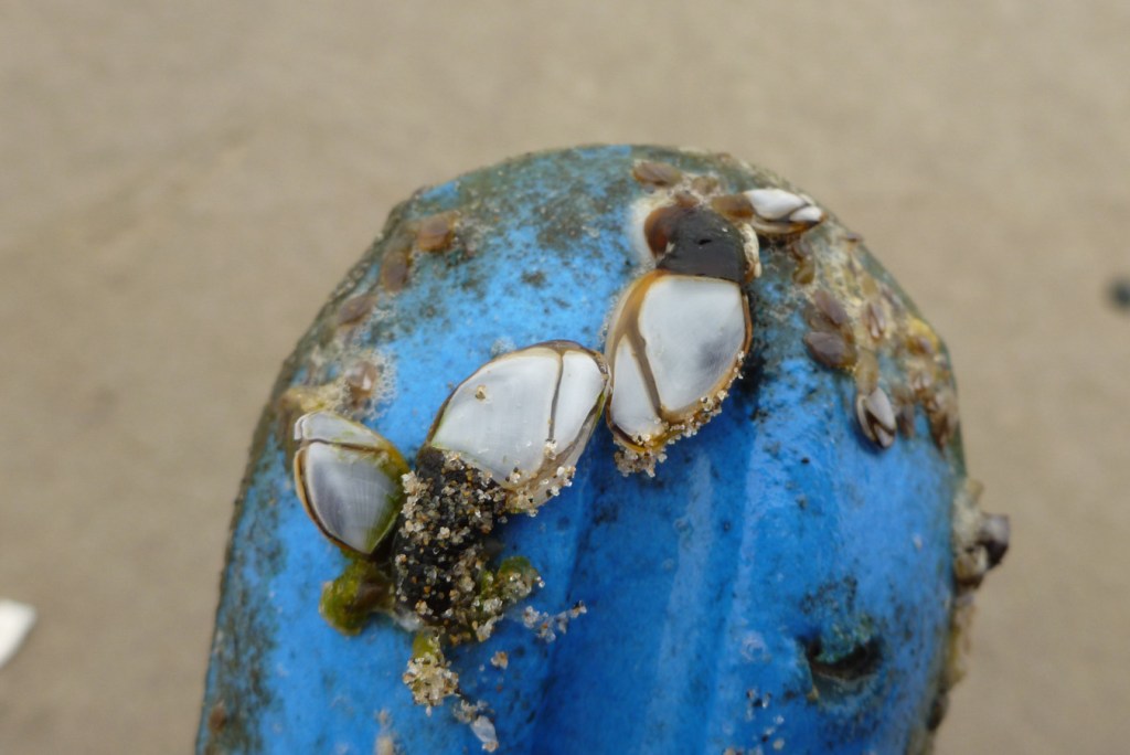 Pelagic gooseneck barnacles Lepas attached to one end of an elongated blue float.