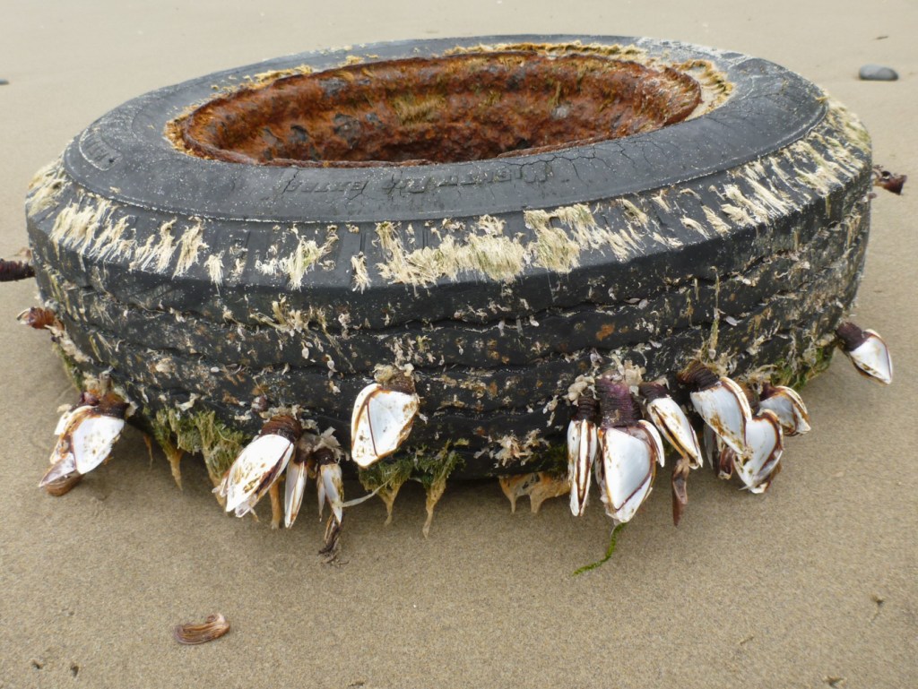 Over a dozen large pelagic barnacles Lepas attached to a beached Bridgestone rubber tire still on the rim.