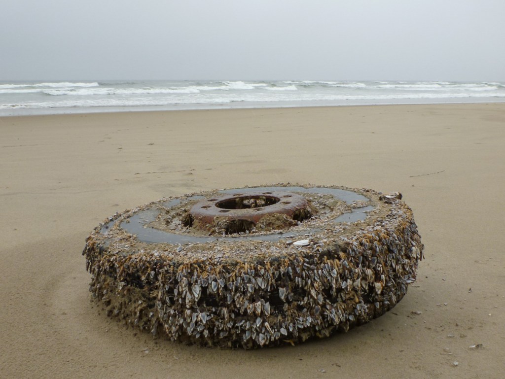 Lots of pelagic gooseneck barnacles Lepas attached to a beached rubber tire (still on the rim. Beach and the surf zone in the background. Cloudy gray sky.
