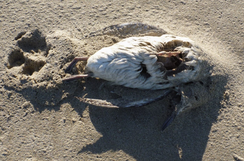 A common murre carcass, breast meat eaten, rests on the sand. A single dog footprint near the feet.