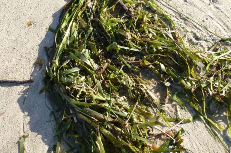 A drift mass of eelgrass Zostera marina (mostly) rests on the sand in bright sunlight.