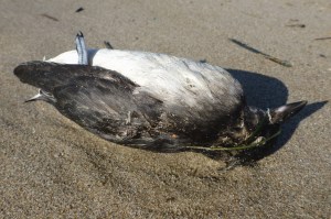 A fairly intact Cassin's auklet carcass resting on its back on the sand.