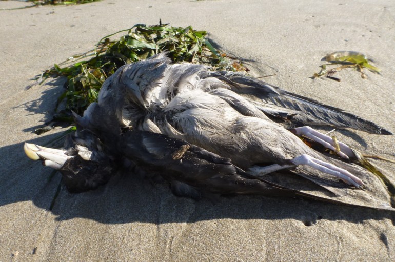A northern fulmar carcass rests on its back on the sand.